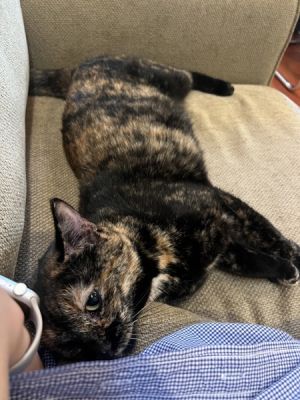 Appa, Adult Female unknown
