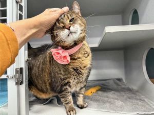 Ms. Boombastic, Senior Female unknown