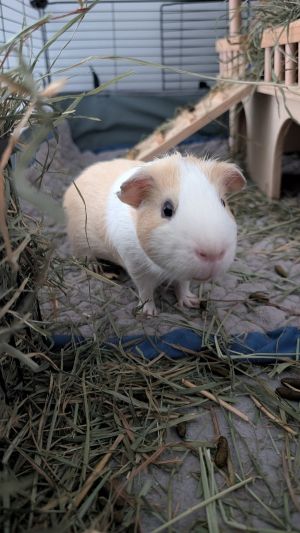 Egor, Adult Male unknown
