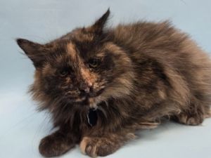 Bella, Adult Female unknown