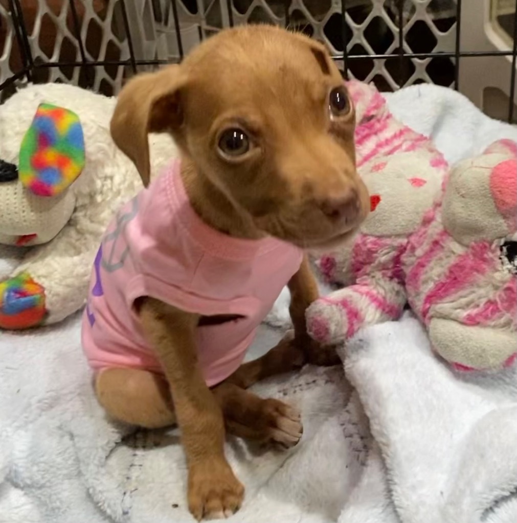 Roxanna (Elvira litter)