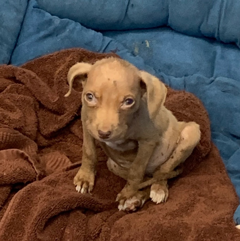 Roxanna (Elvira litter)