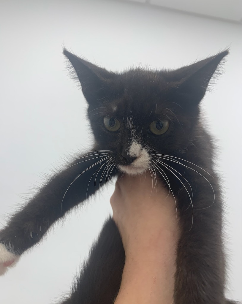 Suki