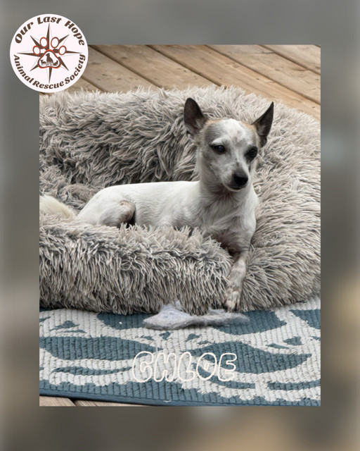 Chloe, an adoptable Rat Terrier, Chihuahua in Princeton, BC, V0X 1W0 | Photo Image 1