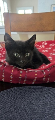 Peppercorn