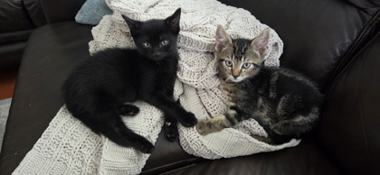 Peppercorn