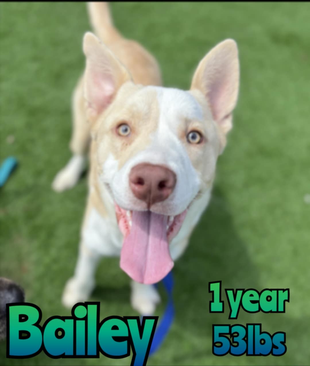 BAILEY