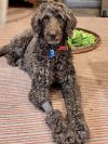 Bailey photo 1