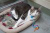 Kitty photo 1