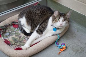 Kitty, Adult Female unknown