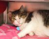 Kitty photo 2