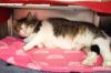 Kitty photo 3