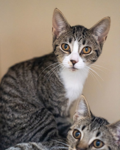Elowen, an adoptable Domestic Short Hair in Pequot Lakes, MN, 56472 | Photo Image 1