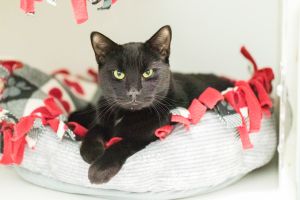 Riley, Adult Male unknown
