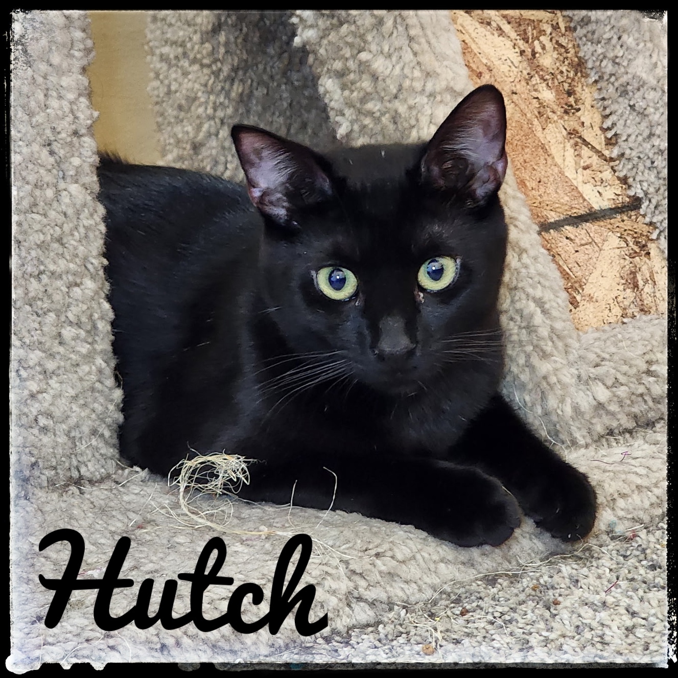 Hutch