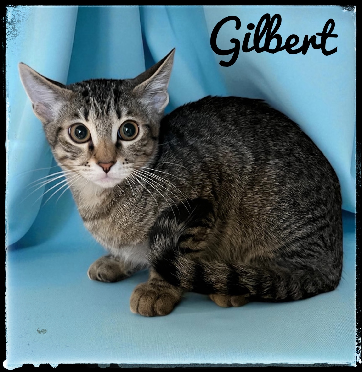 Gilbert