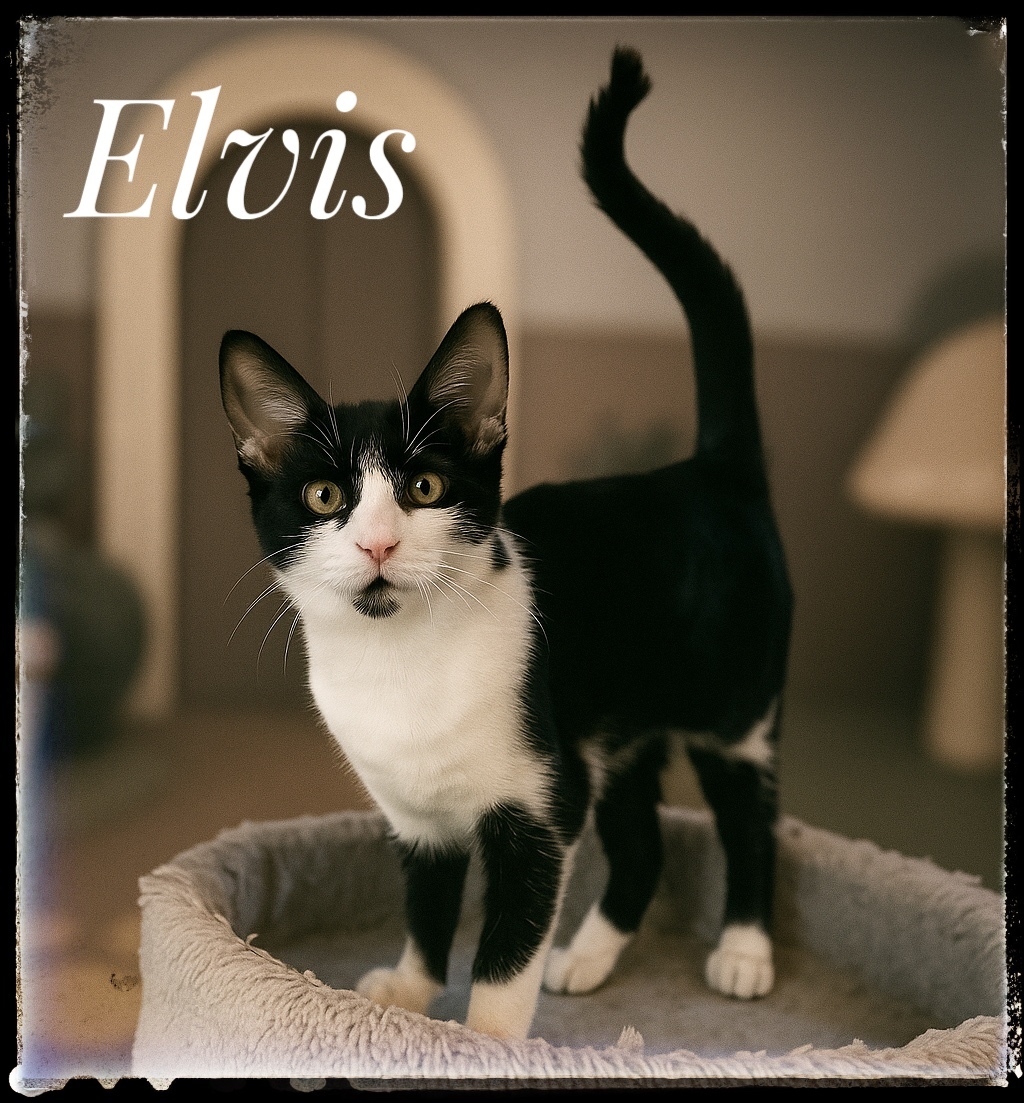 Elvis