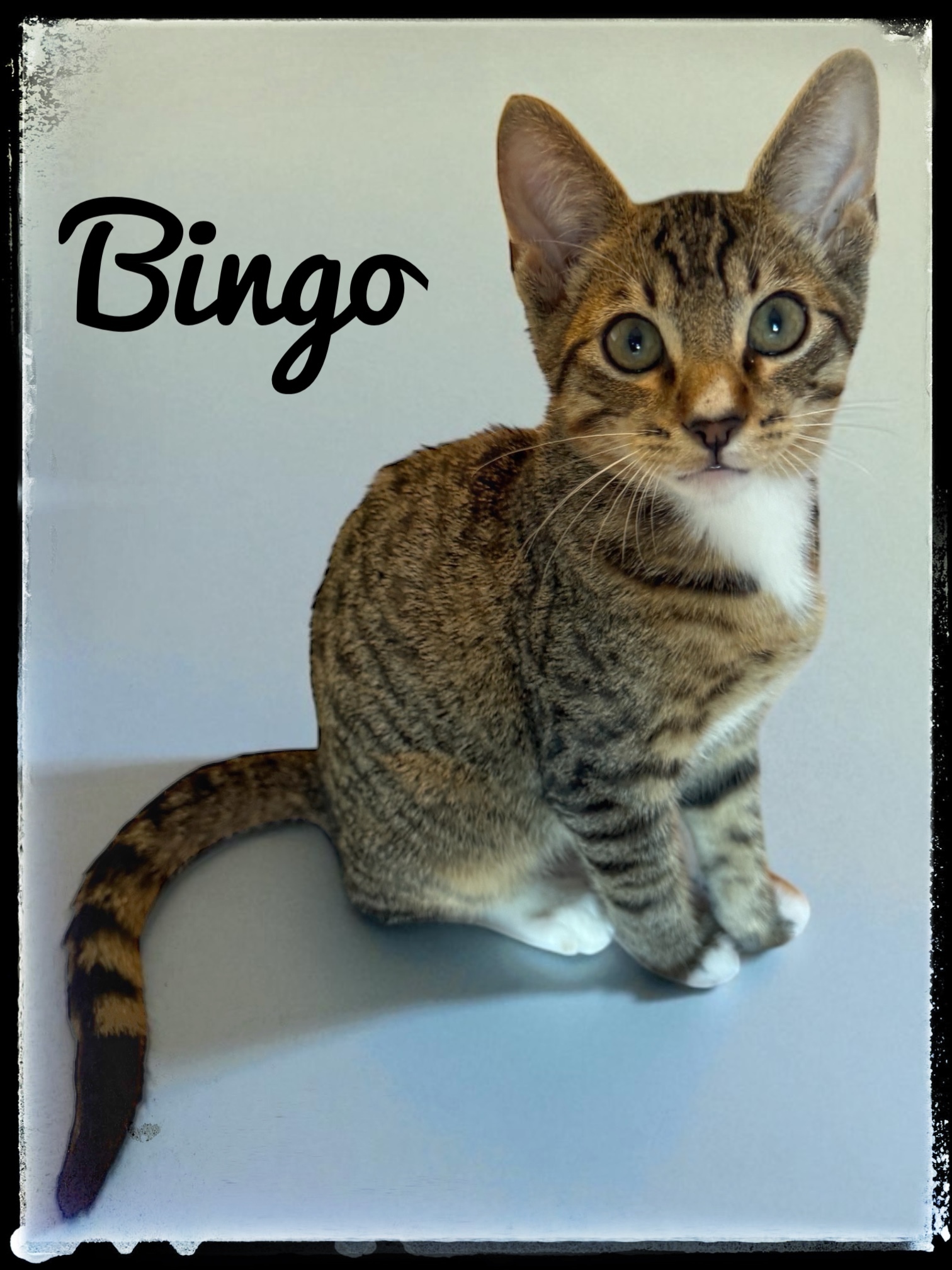 Bingo
