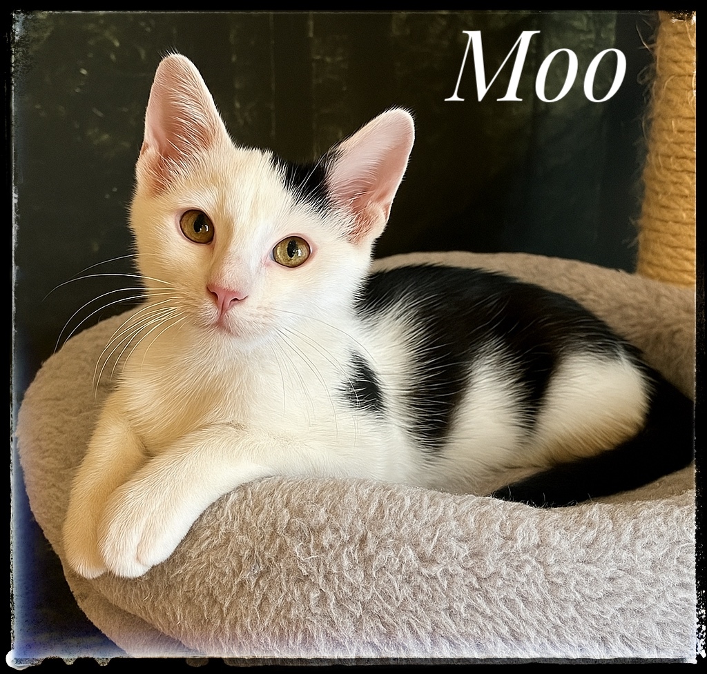 Moo