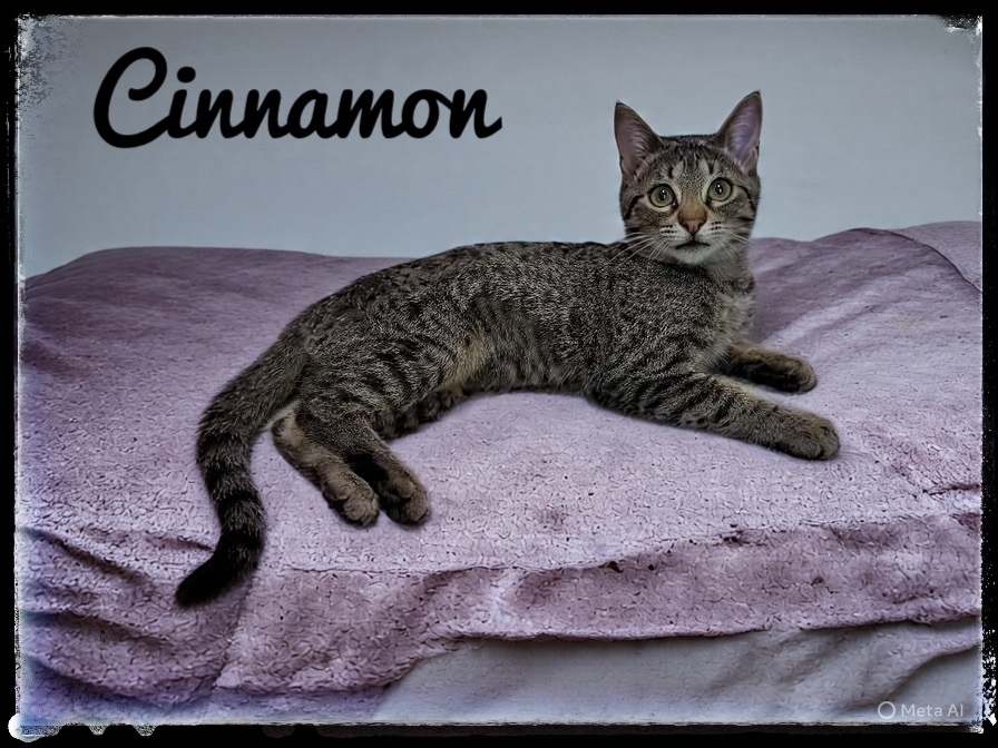 Cinnamon