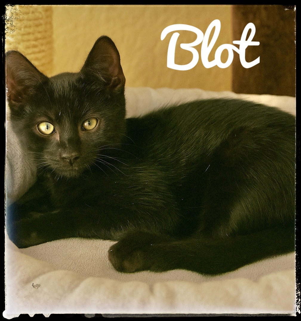Blot