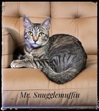 Mr. Snuggle Muffins
