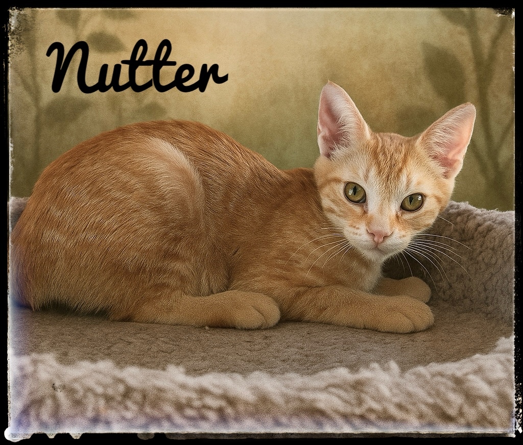 Nutter