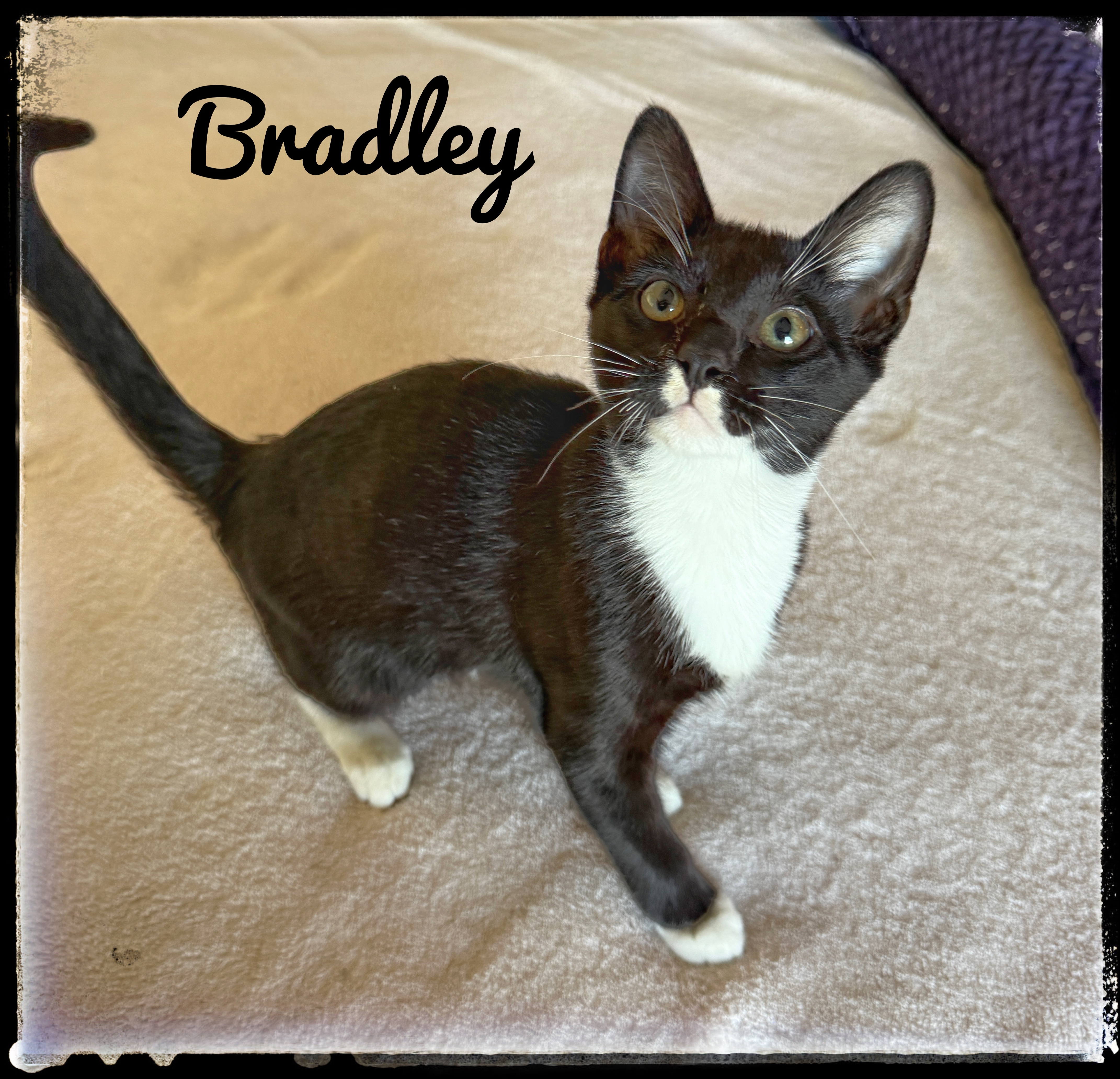 Bradley