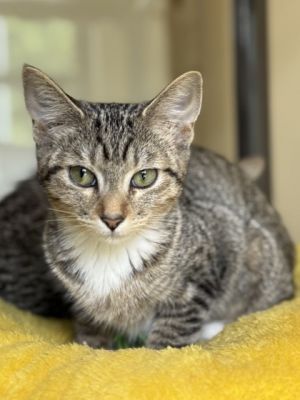 Shandy, Young Female unknown