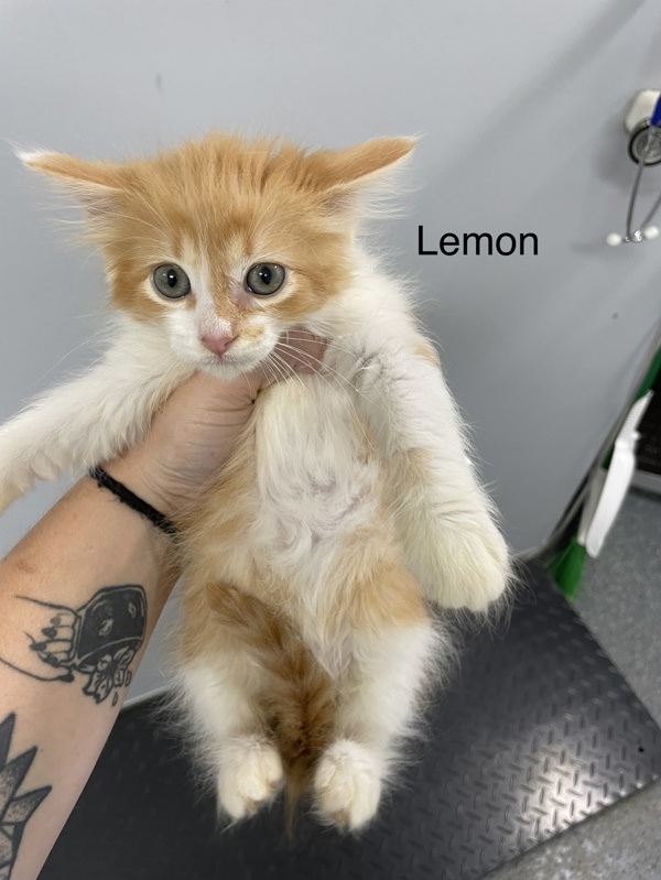 Lemon