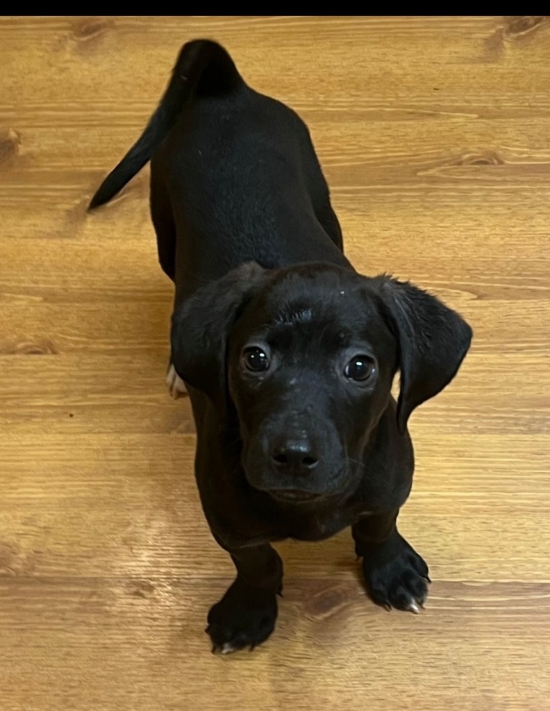 Dudley