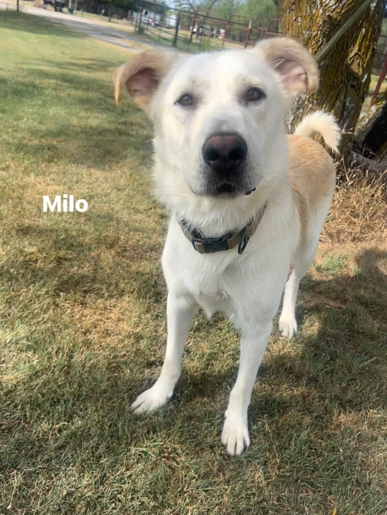 Milo