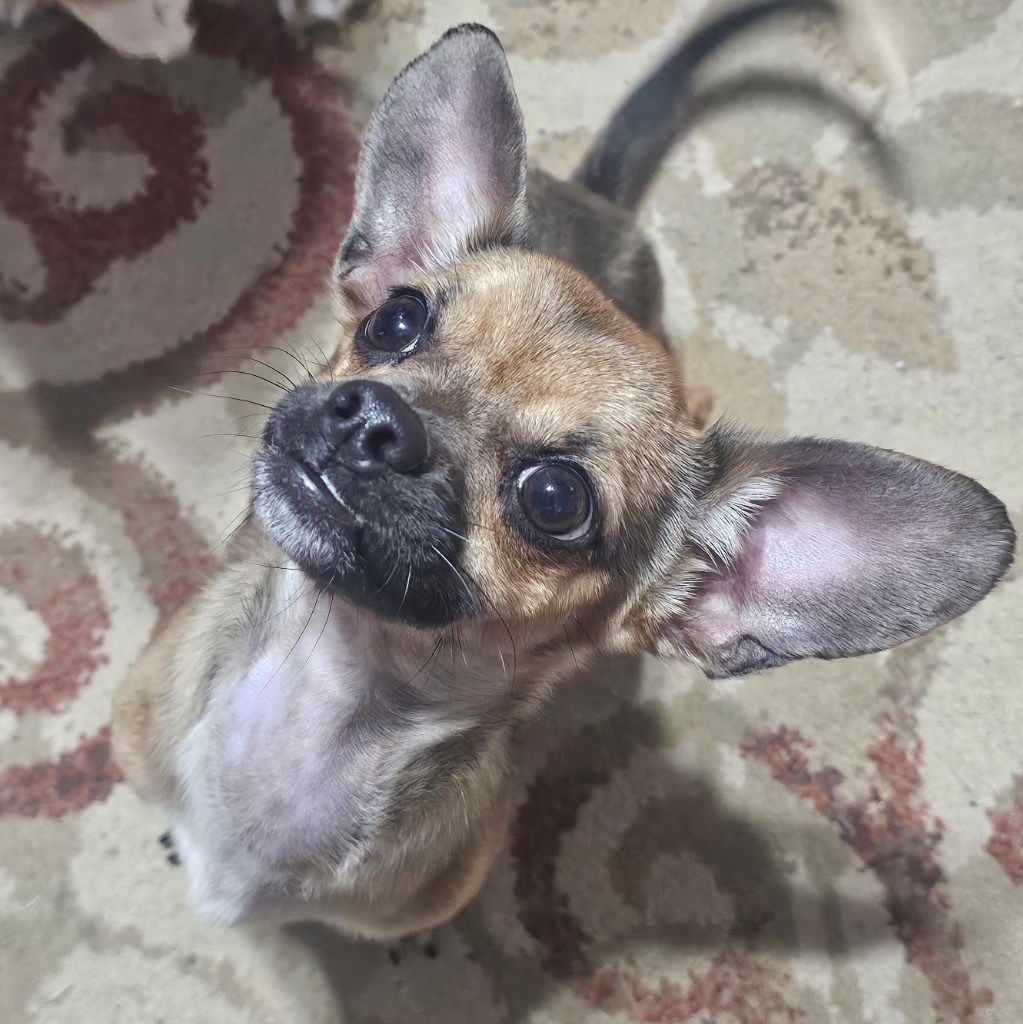 Peanut