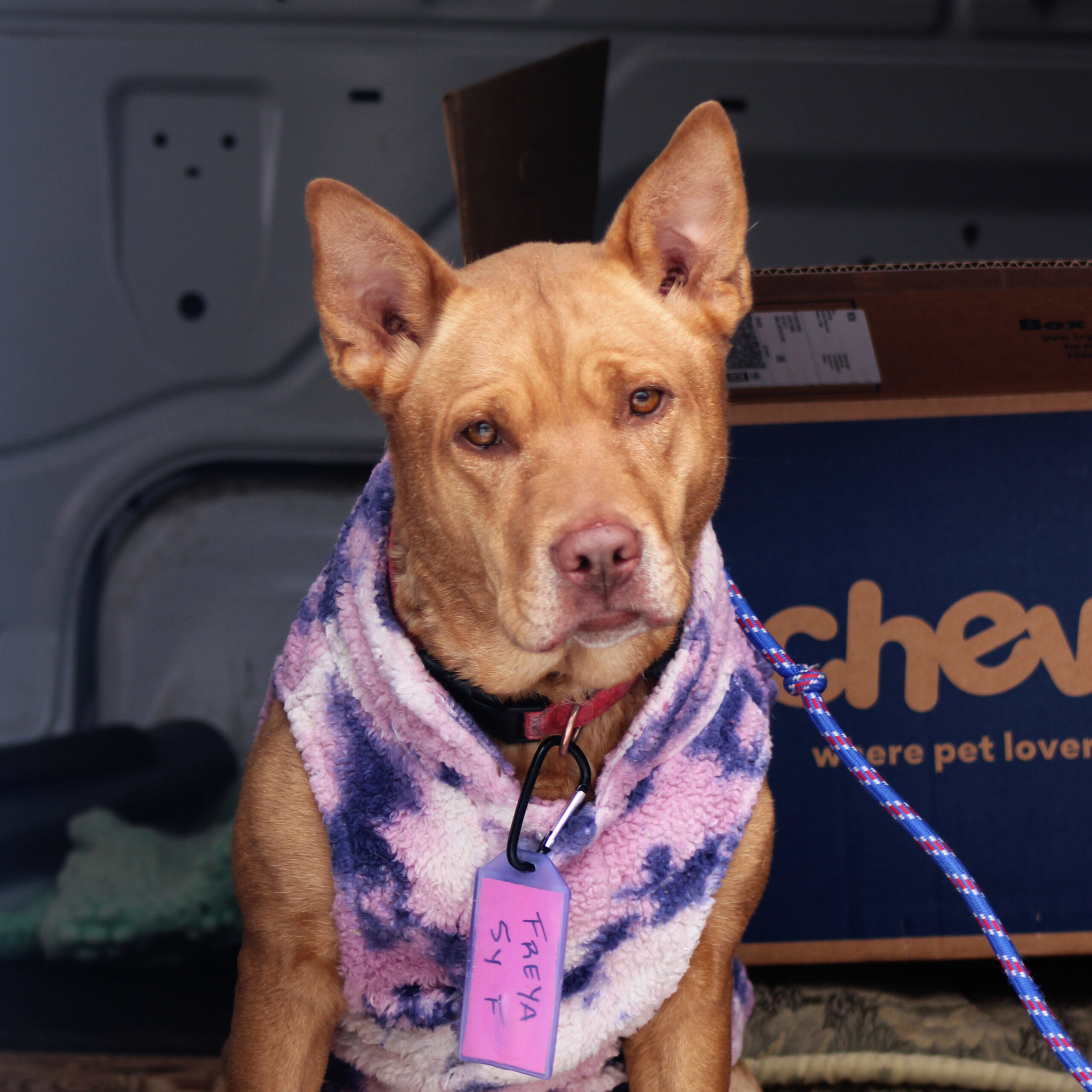 Freya, an adoptable Retriever, Shepherd in Grand Junction, CO, 81503 | Photo Image 1