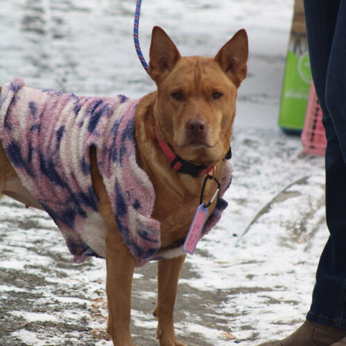 Freya, an adoptable Retriever, Shepherd in Grand Junction, CO, 81503 | Photo Image 2
