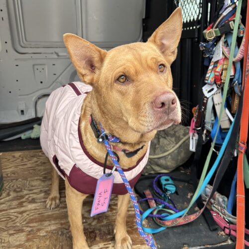 Freya, an adoptable Retriever, Shepherd in Grand Junction, CO, 81503 | Photo Image 3