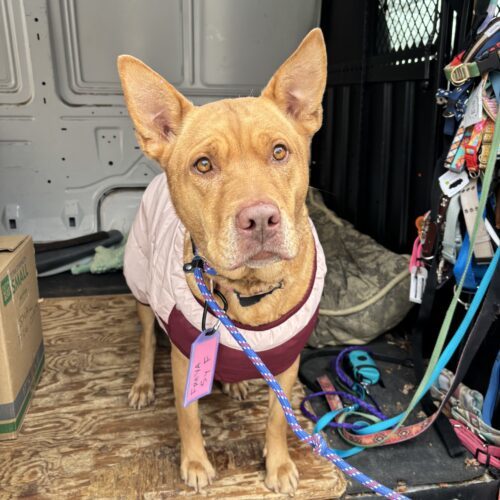 Freya, an adoptable Retriever, Shepherd in Grand Junction, CO, 81503 | Photo Image 4