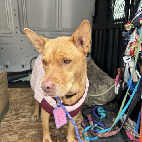 Freya, an adoptable Retriever, Shepherd in Grand Junction, CO, 81503 | Photo Image 5