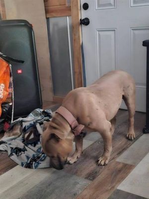 Meatball, Adult Male unknown