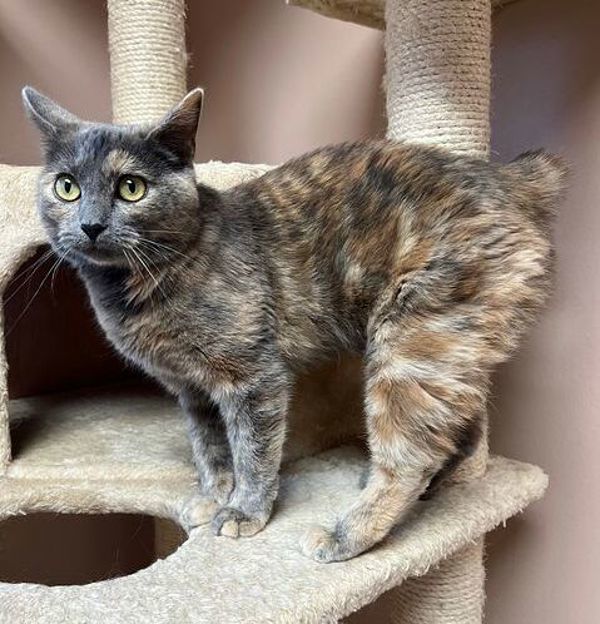Astrid, an adoptable Domestic Short Hair in Great Falls, MT, 59405 | Photo Image 1