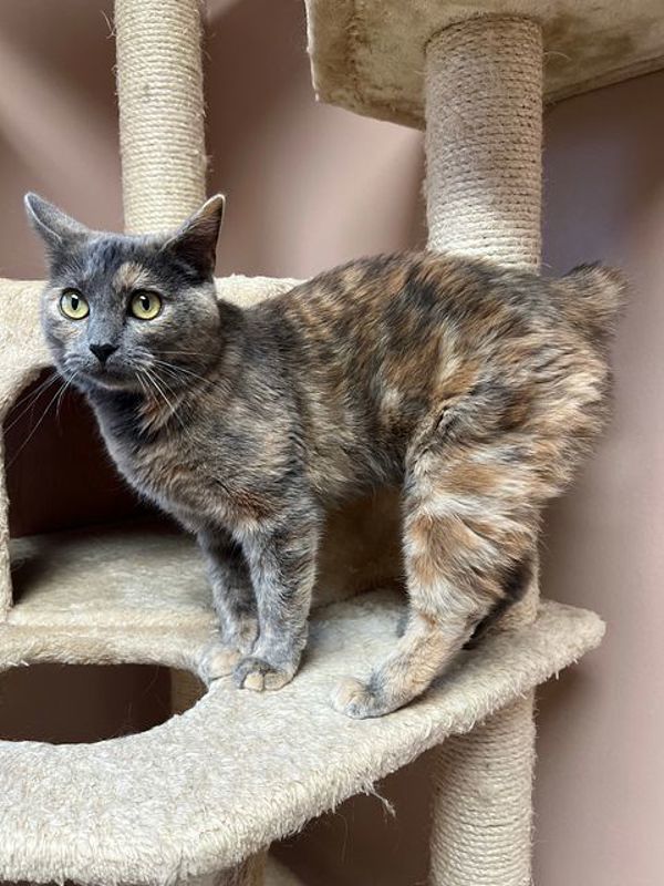 Astrid, an adoptable Domestic Short Hair in Great Falls, MT, 59405 | Photo Image 2