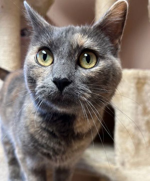 Astrid, an adoptable Domestic Short Hair in Great Falls, MT, 59405 | Photo Image 3