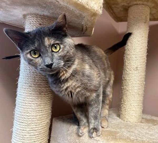 Astrid, an adoptable Domestic Short Hair in Great Falls, MT, 59405 | Photo Image 4