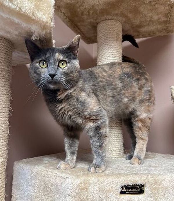 Astrid, an adoptable Domestic Short Hair in Great Falls, MT, 59405 | Photo Image 5