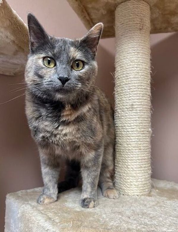 Astrid, an adoptable Domestic Short Hair in Great Falls, MT, 59405 | Photo Image 6