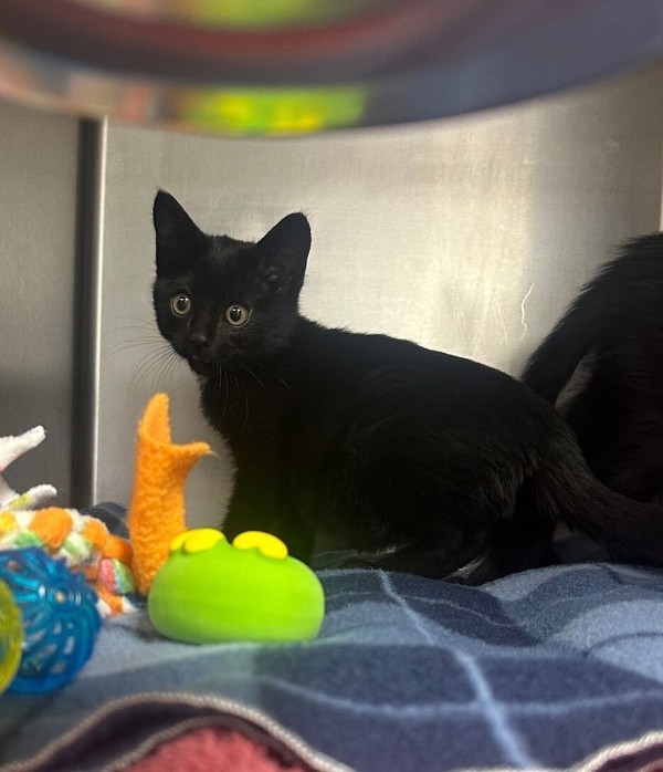 Sparrow, an adoptable Domestic Short Hair in Great Falls, MT, 59405 | Photo Image 1
