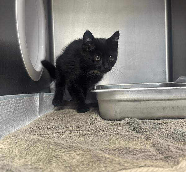 Jack, an adoptable Domestic Short Hair in Great Falls, MT, 59405 | Photo Image 1