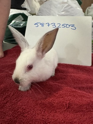Flopsy