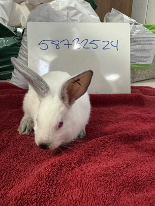 Mopsy