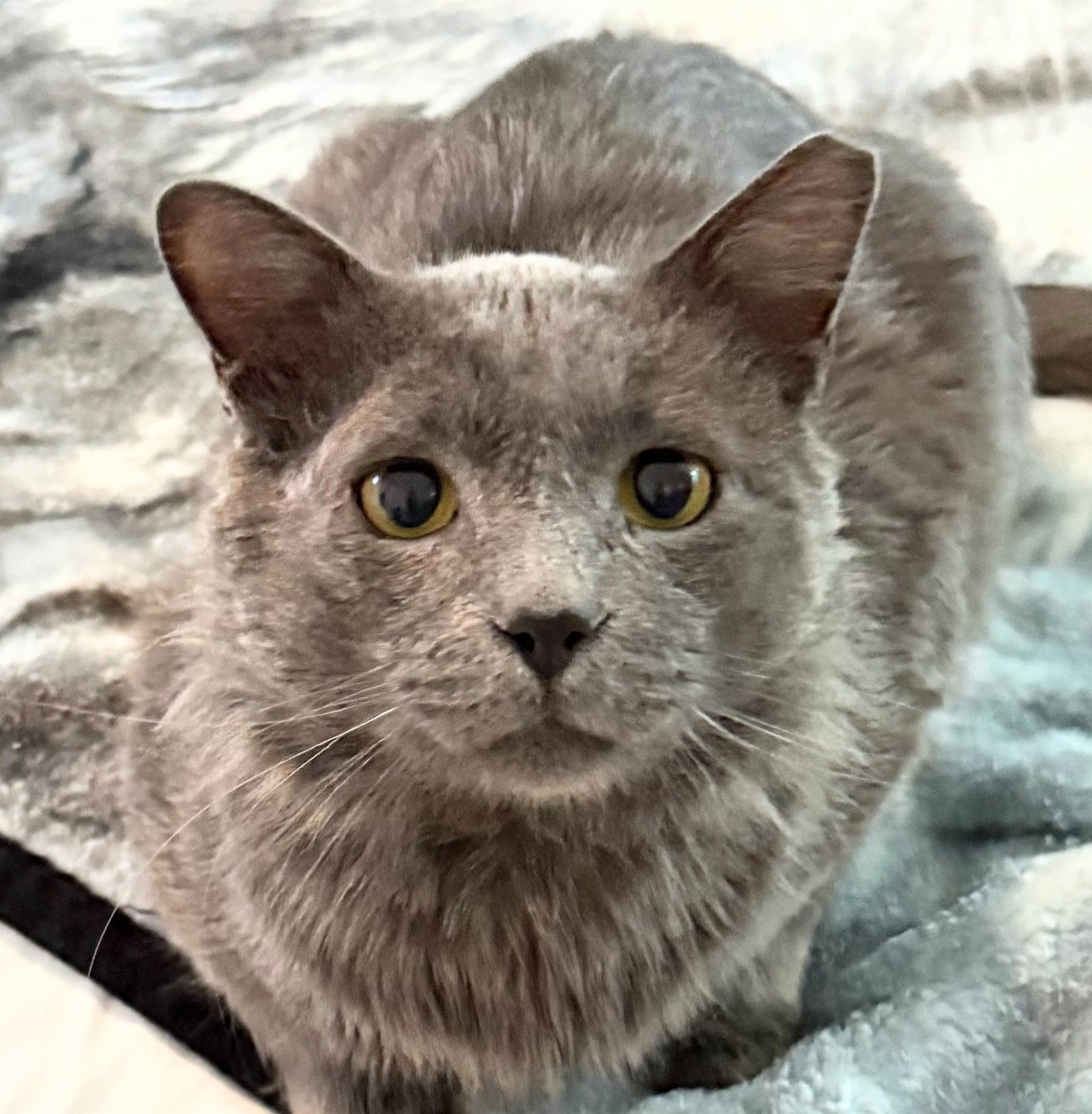 Grayson - PetSmart Aventura, an adoptable Nebelung in Oakland Park, FL, 33334 | Photo Image 1